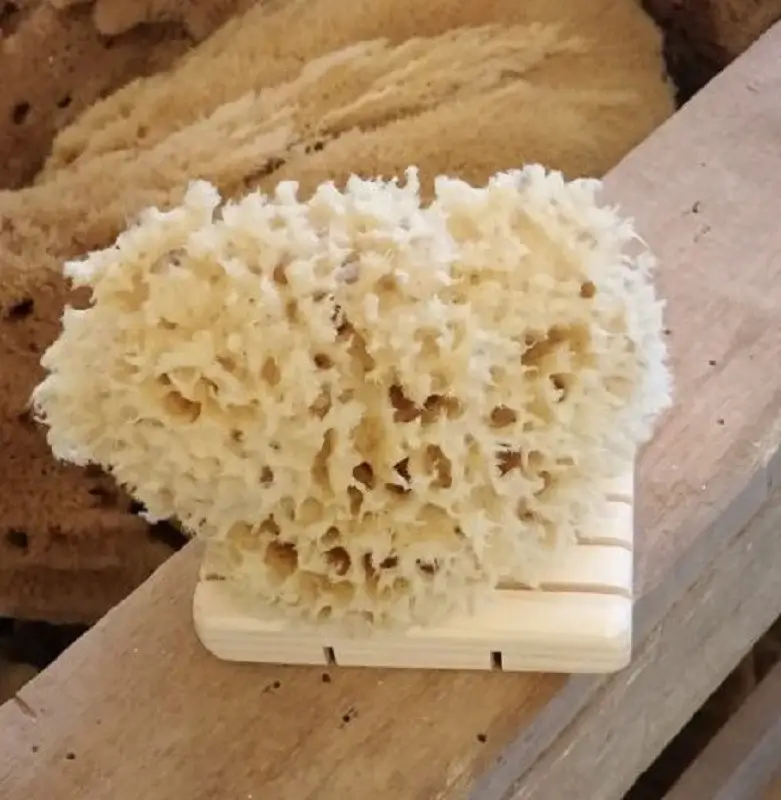 Sea Sponges – Alaska Salt Co.