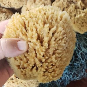 Caribbean Silk Sponges - forms